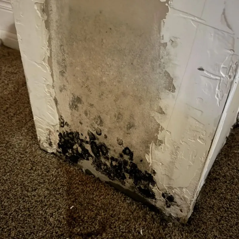Professional Mold Removal in Chittenden County, VT